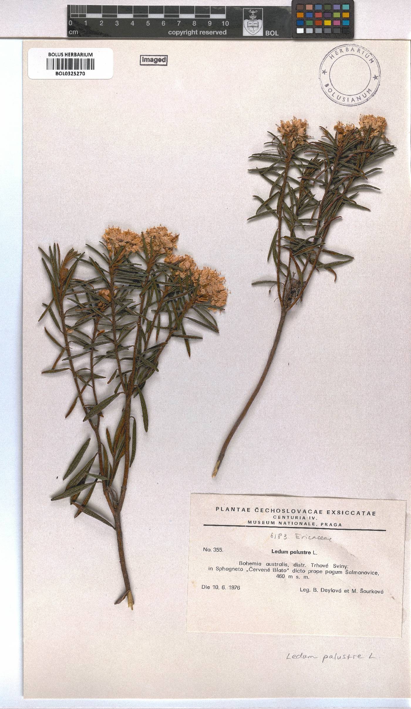 Rhododendron tomentosum image