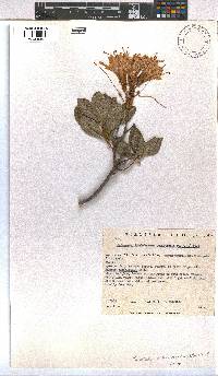 Image of Rhododendron occidentale