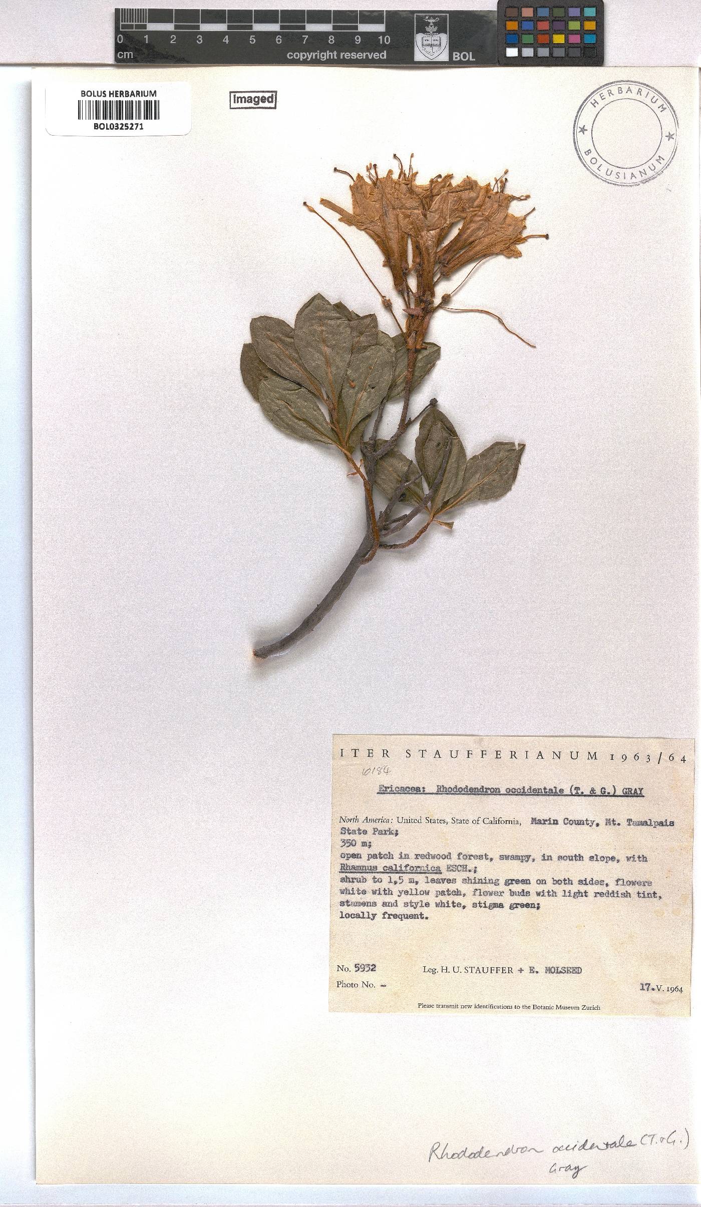 Rhododendron occidentale image