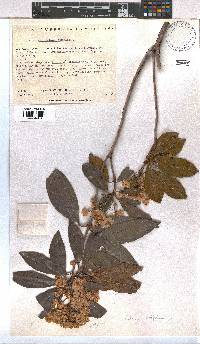 Kalmia latifolia image