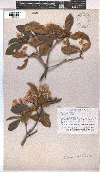 Kalmia latifolia image