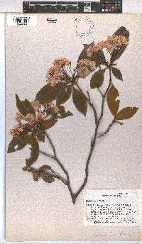 Image of Kalmia latifolia
