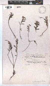 Image of Andromeda polifolia