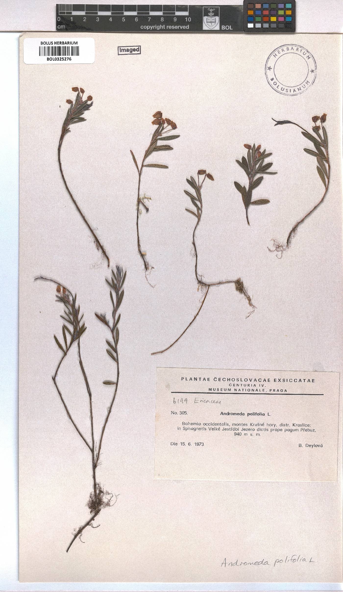 Andromeda polifolia image
