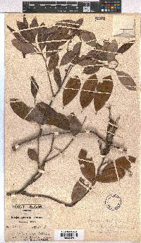 Image of Agarista salicifolia