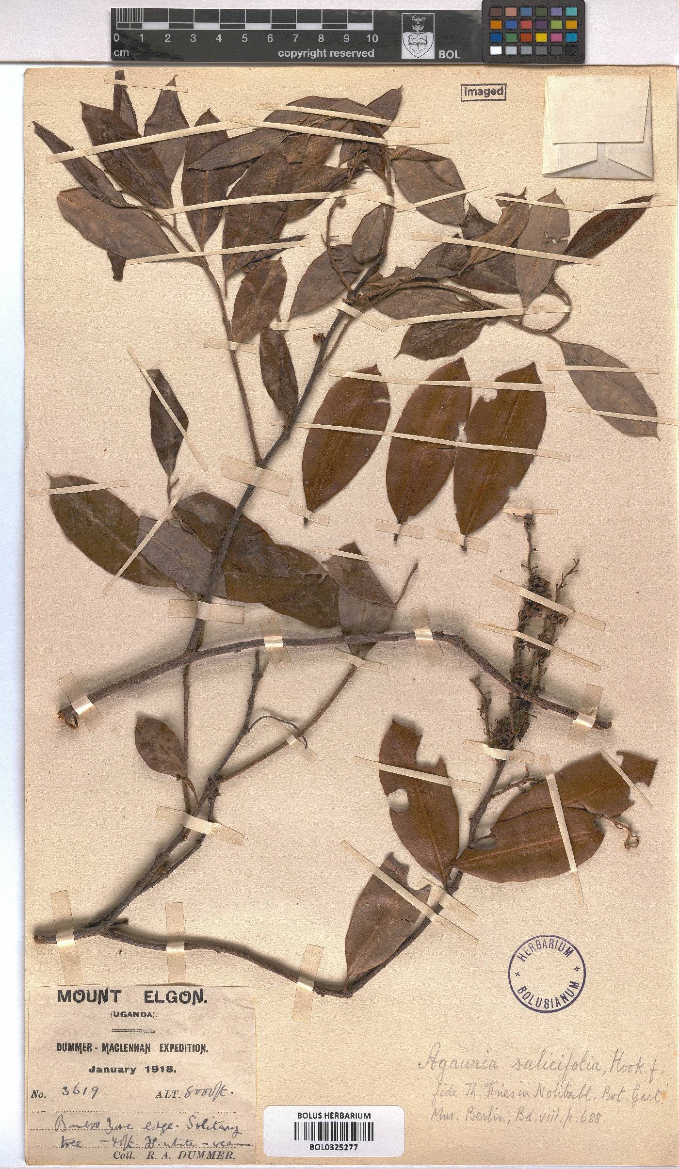 Agarista salicifolia image