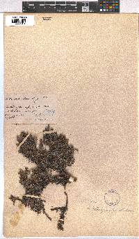 Image of Arctous alpina