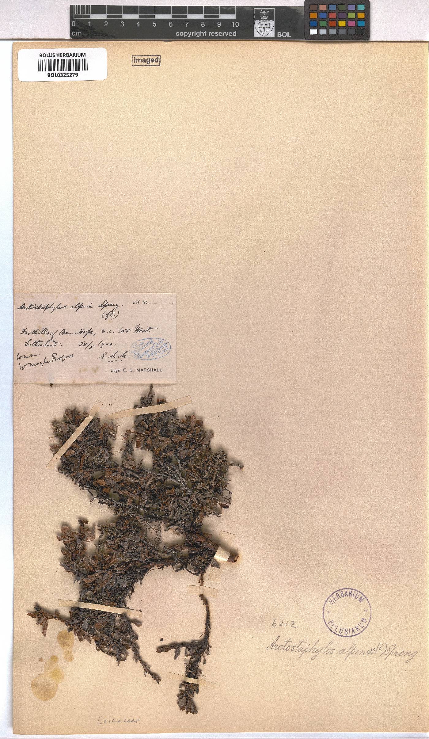 Arctous alpina image