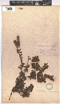 Arctostaphylos uva-ursi image