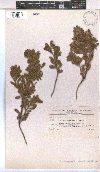 Image of Arctostaphylos uva-ursi