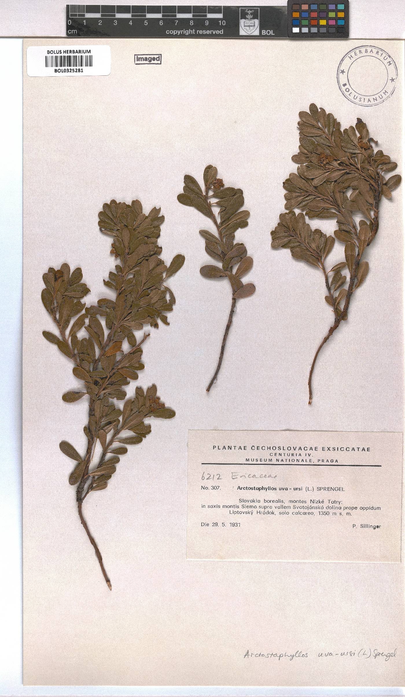 Arctostaphylos image
