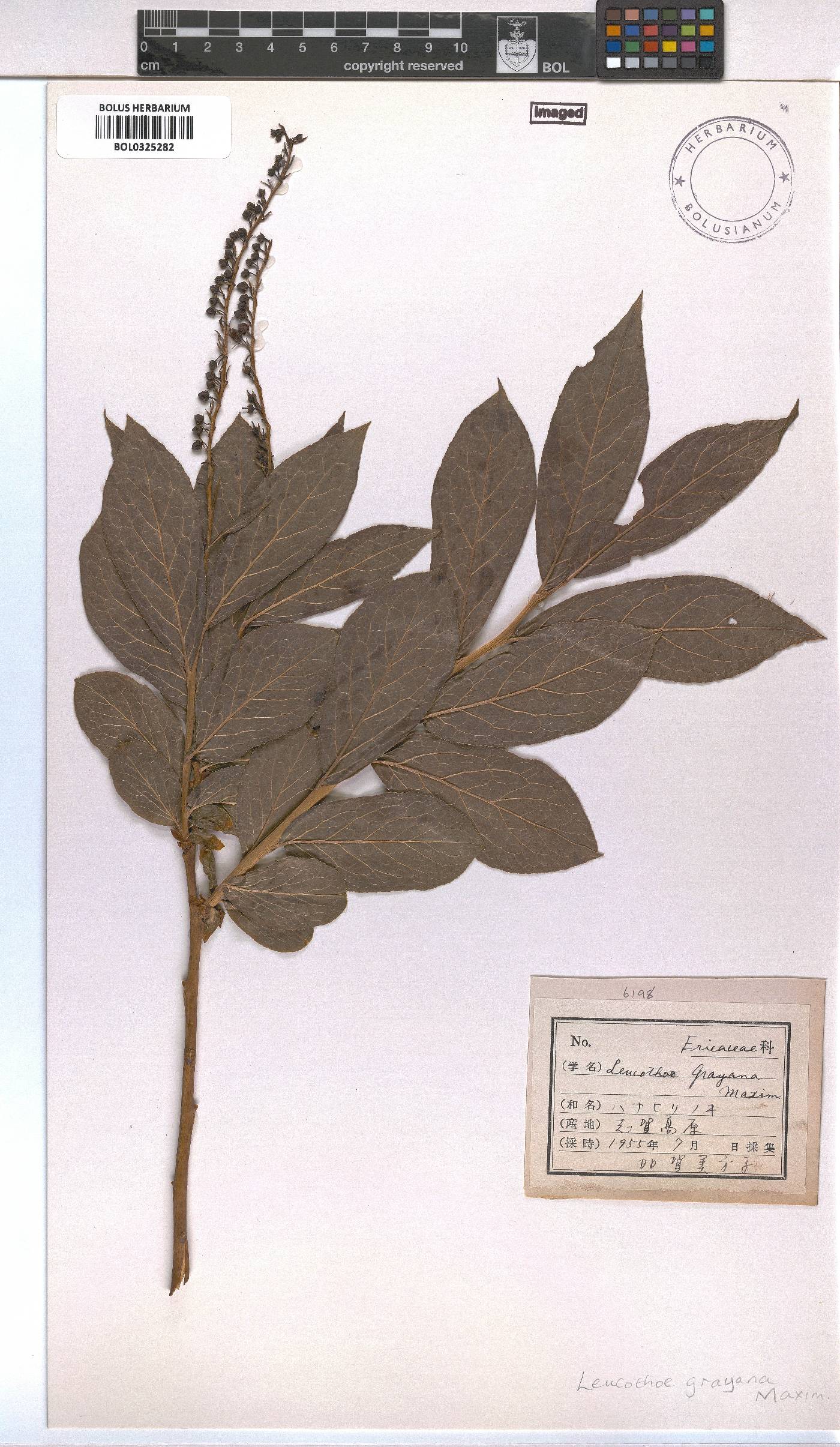 Eubotryoides grayana image
