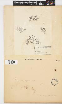 Rhodomelopsis africana image