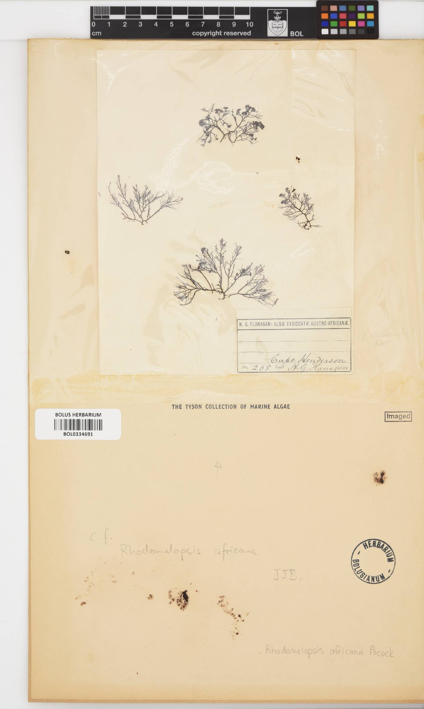 Rhodomelopsis image