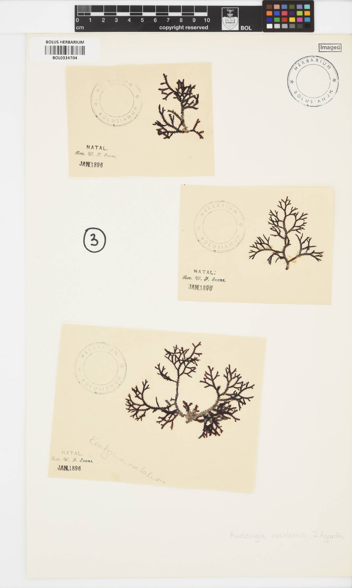 Kentrophora natalensis image