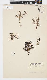 Kentrophora natalensis image