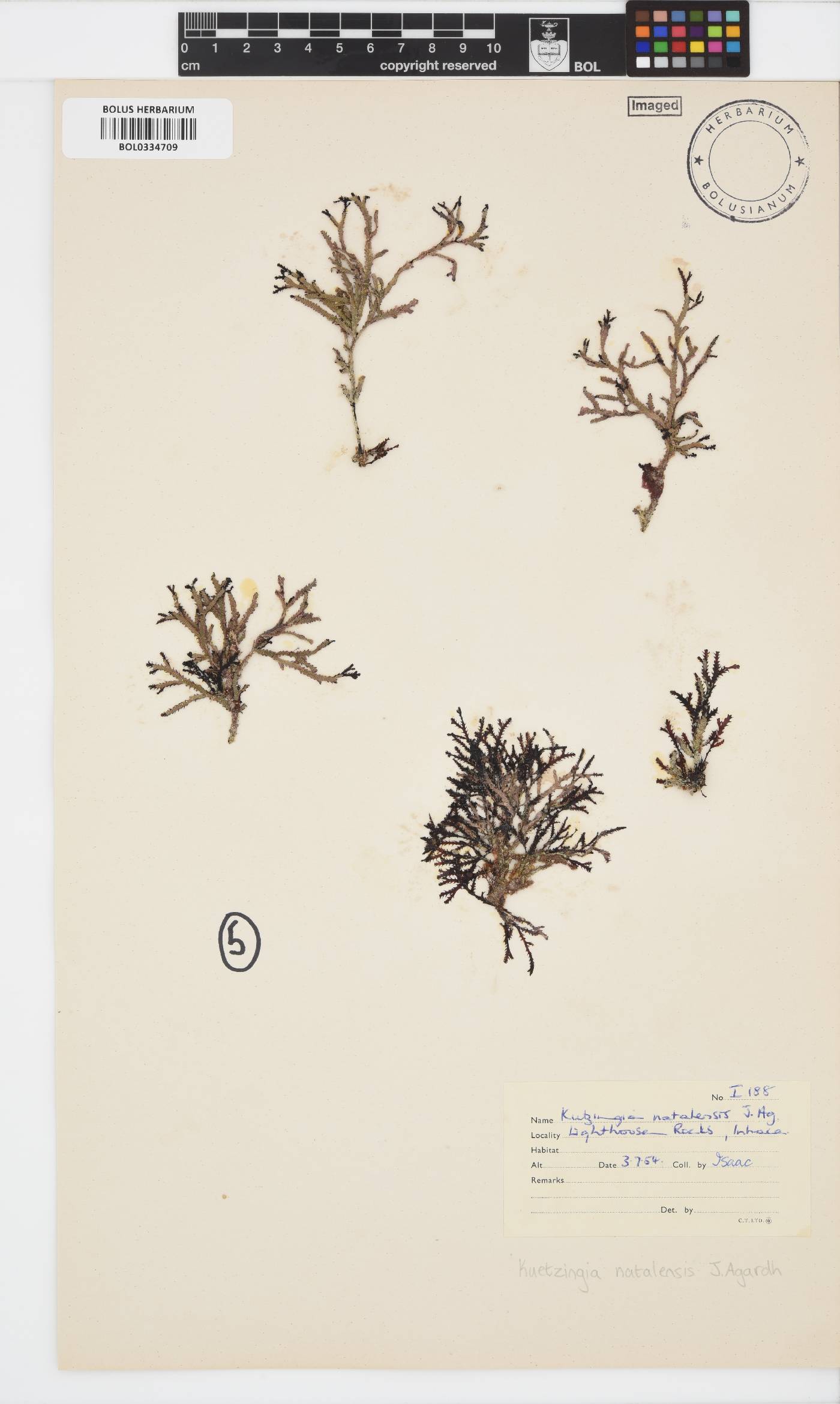 Kentrophora natalensis image