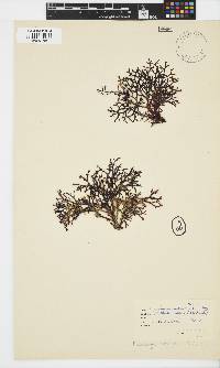 Kentrophora natalensis image