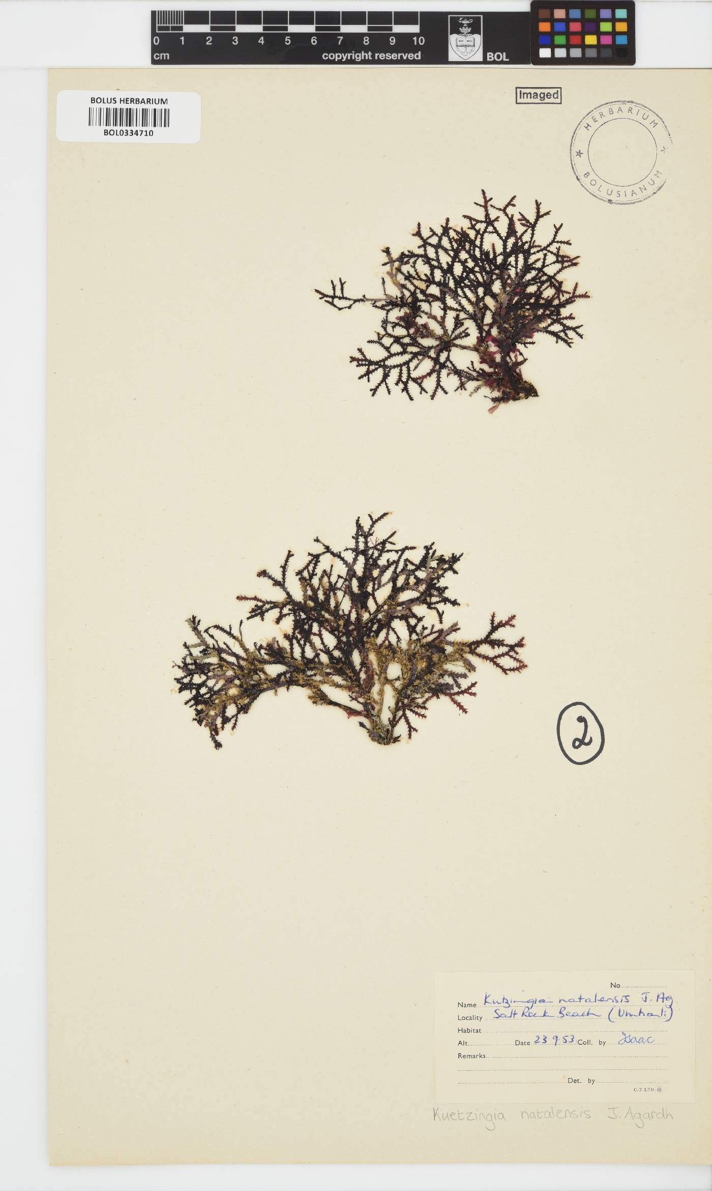 Kentrophora natalensis image