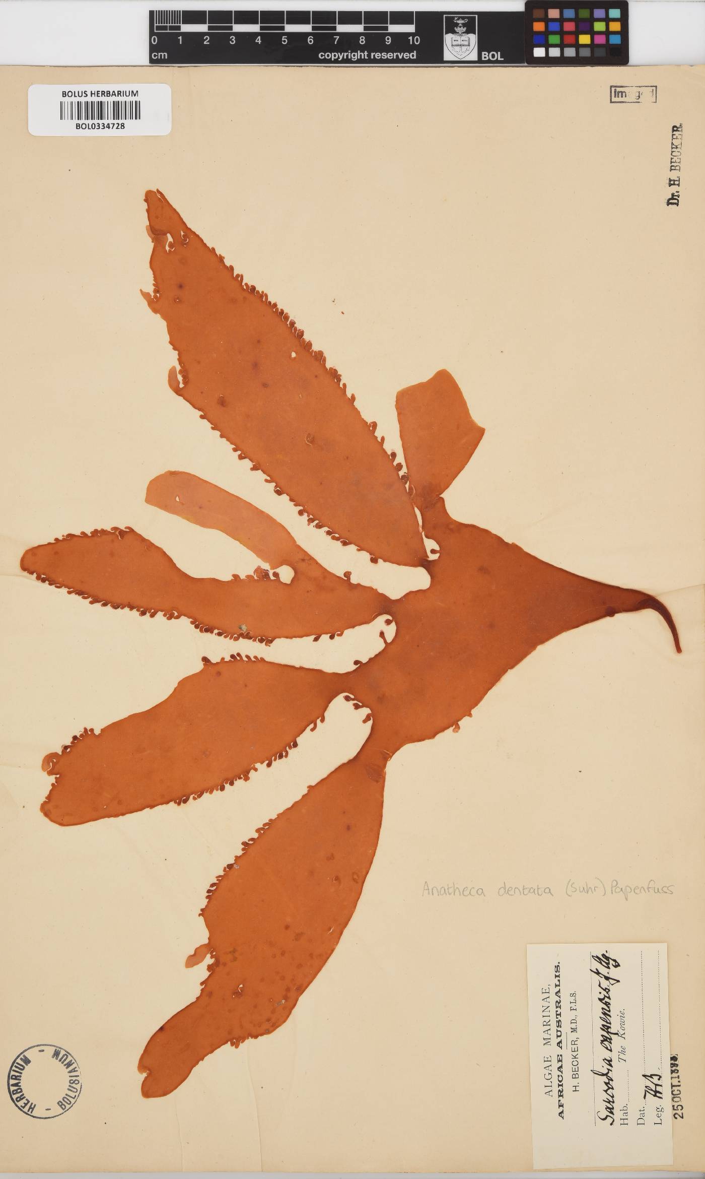 Sarcodia image