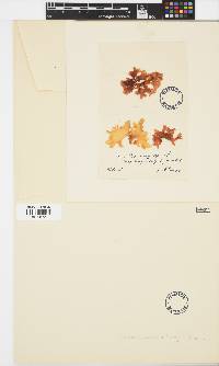 Image of Halymenia platycarpa