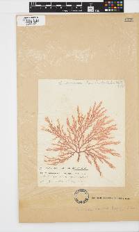 Portieria hornemannii image