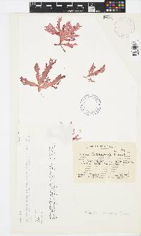 Calliblepharis fimbriata image