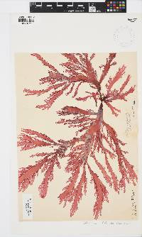 Calliblepharis fimbriata image