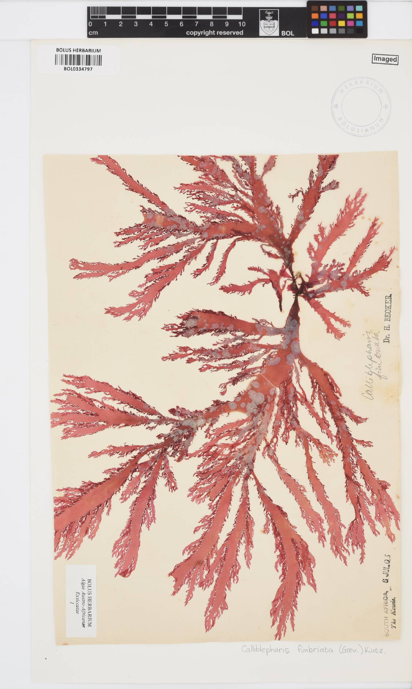 Calliblepharis image