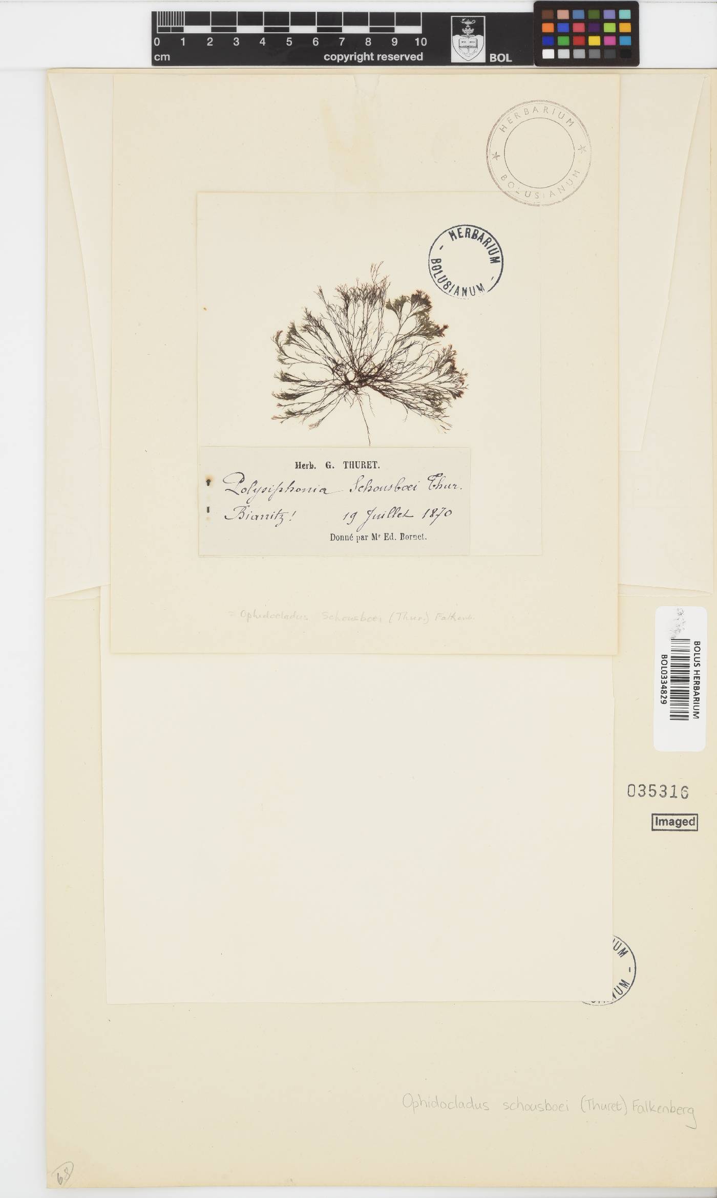 Leptosiphonia schousboei image