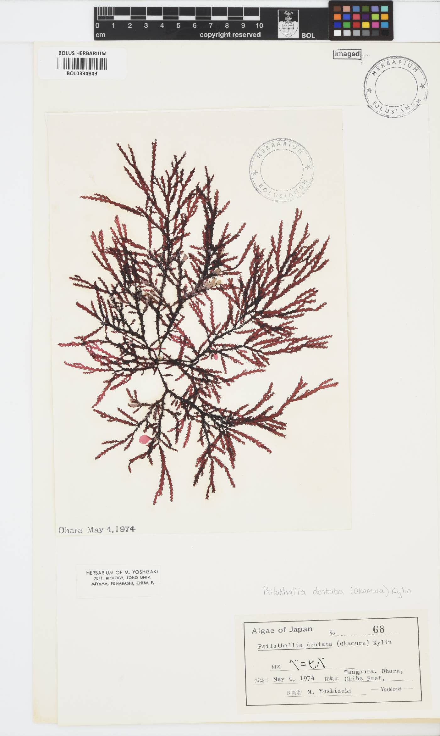 Ptilota dentata image