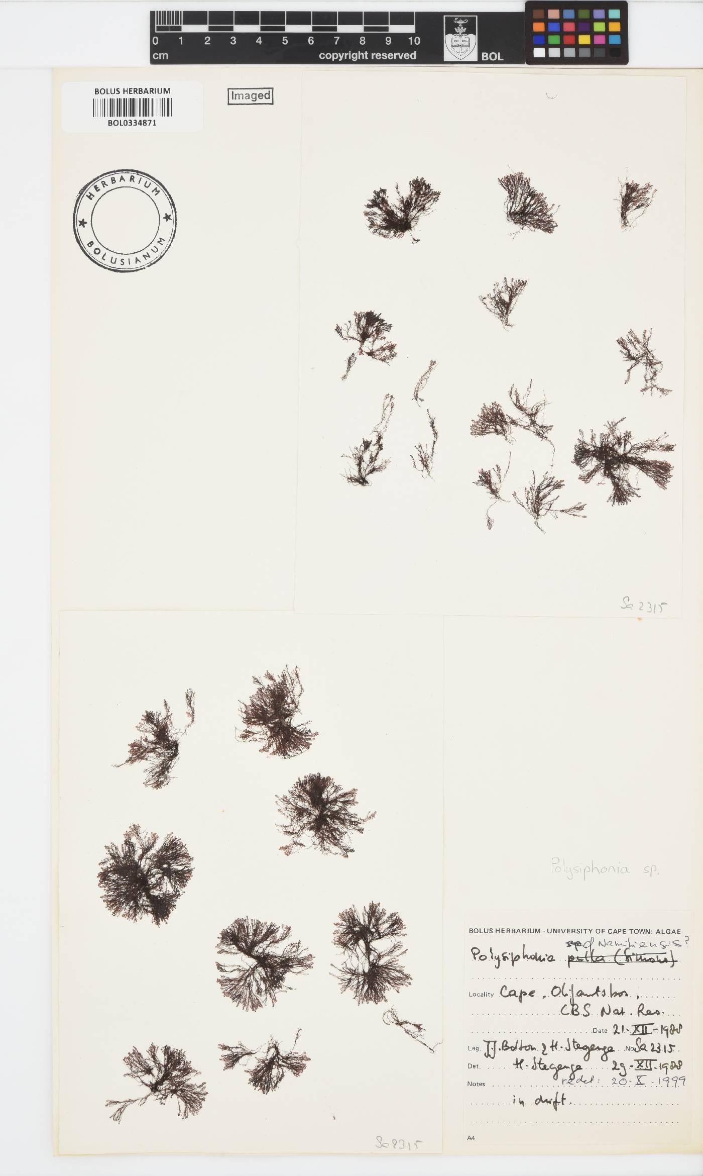 Polysiphonia image