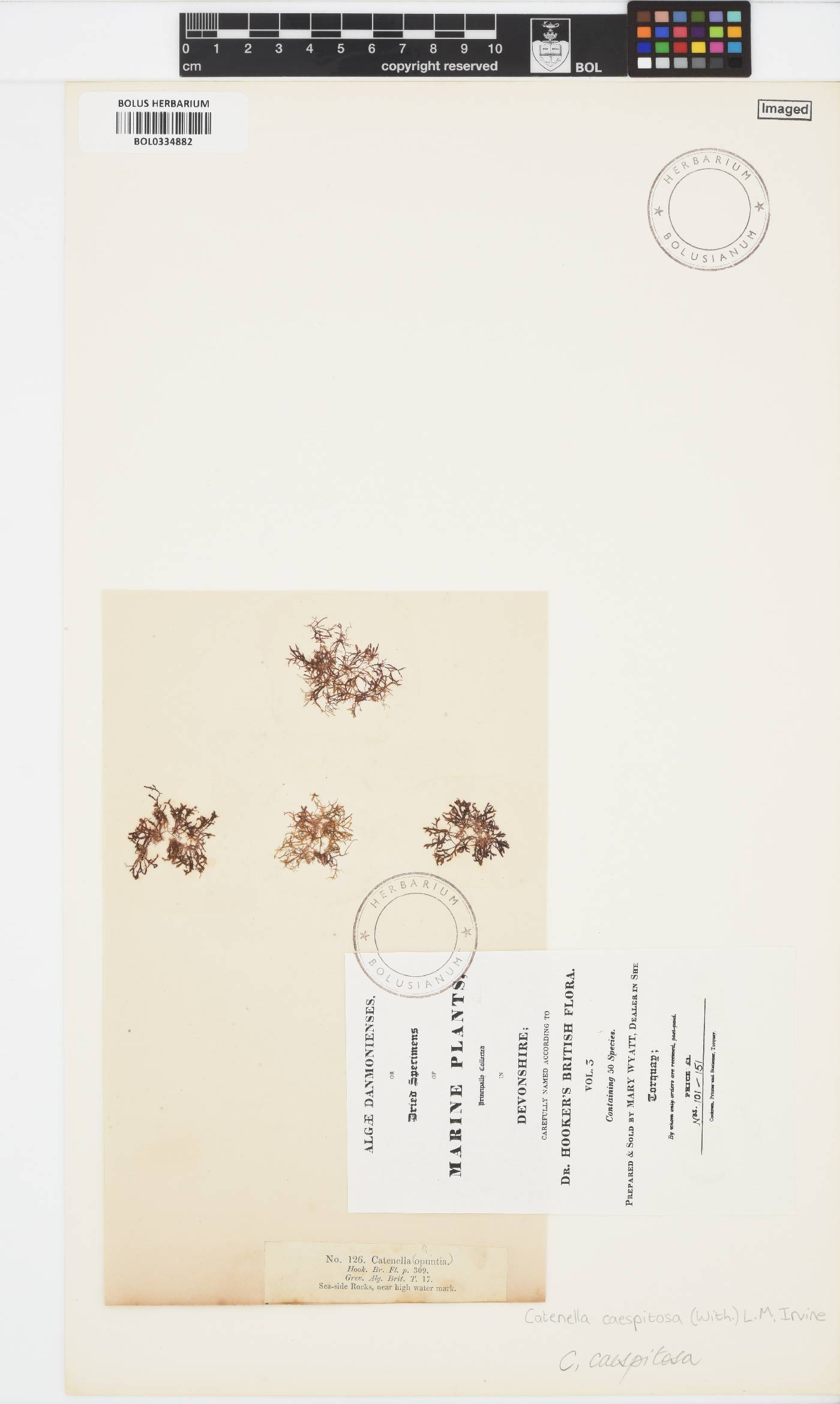 Catenella caespitosa image