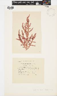 Image of Coelarthrum opuntia