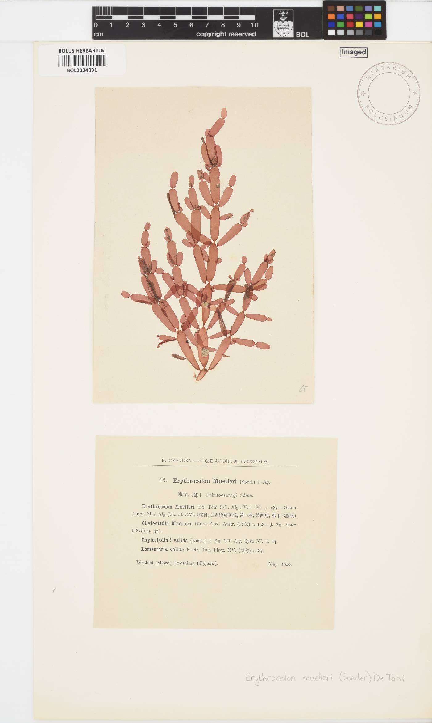 Coelarthrum opuntia image