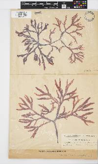 Gracilaria beckeri image
