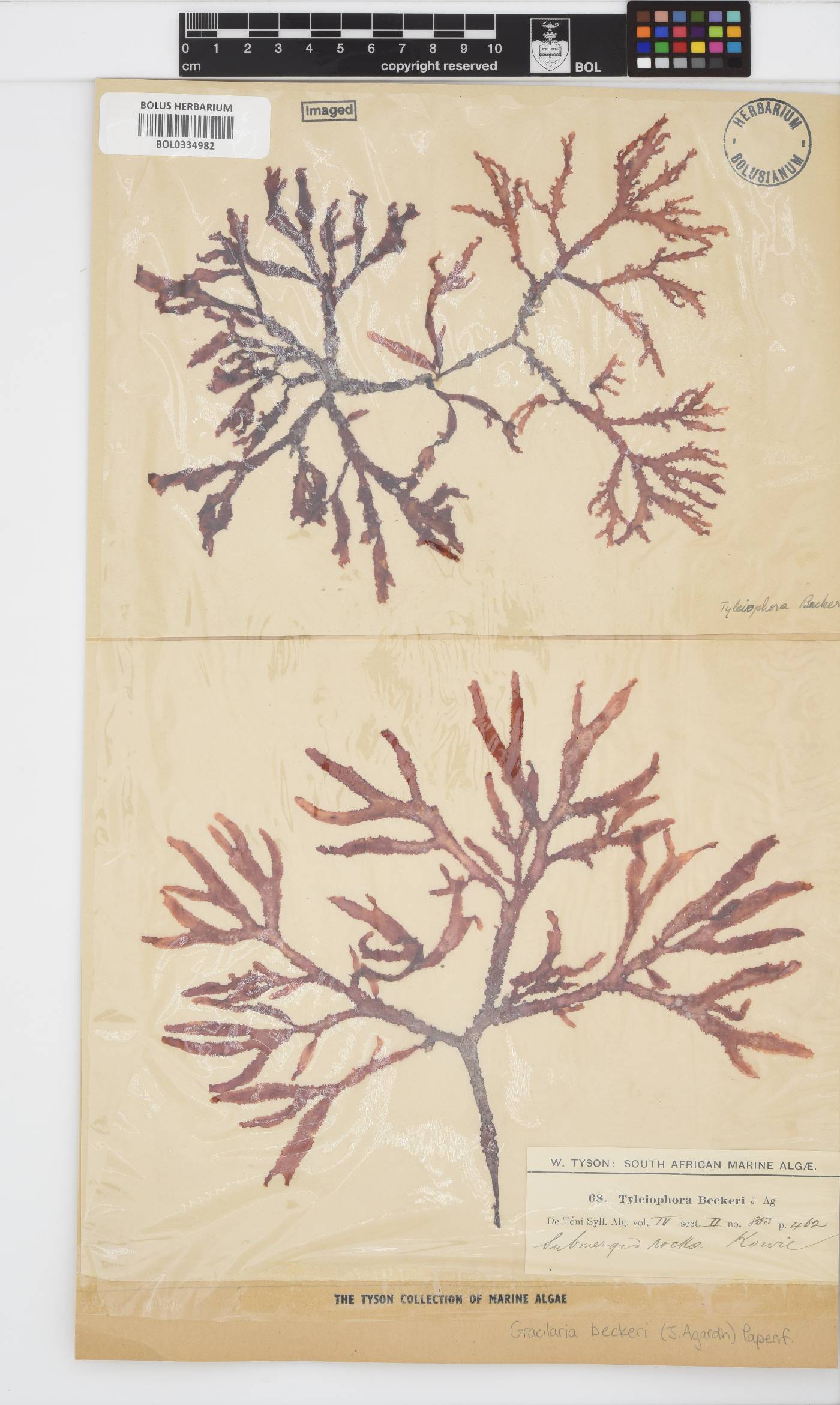 Gracilaria beckeri image