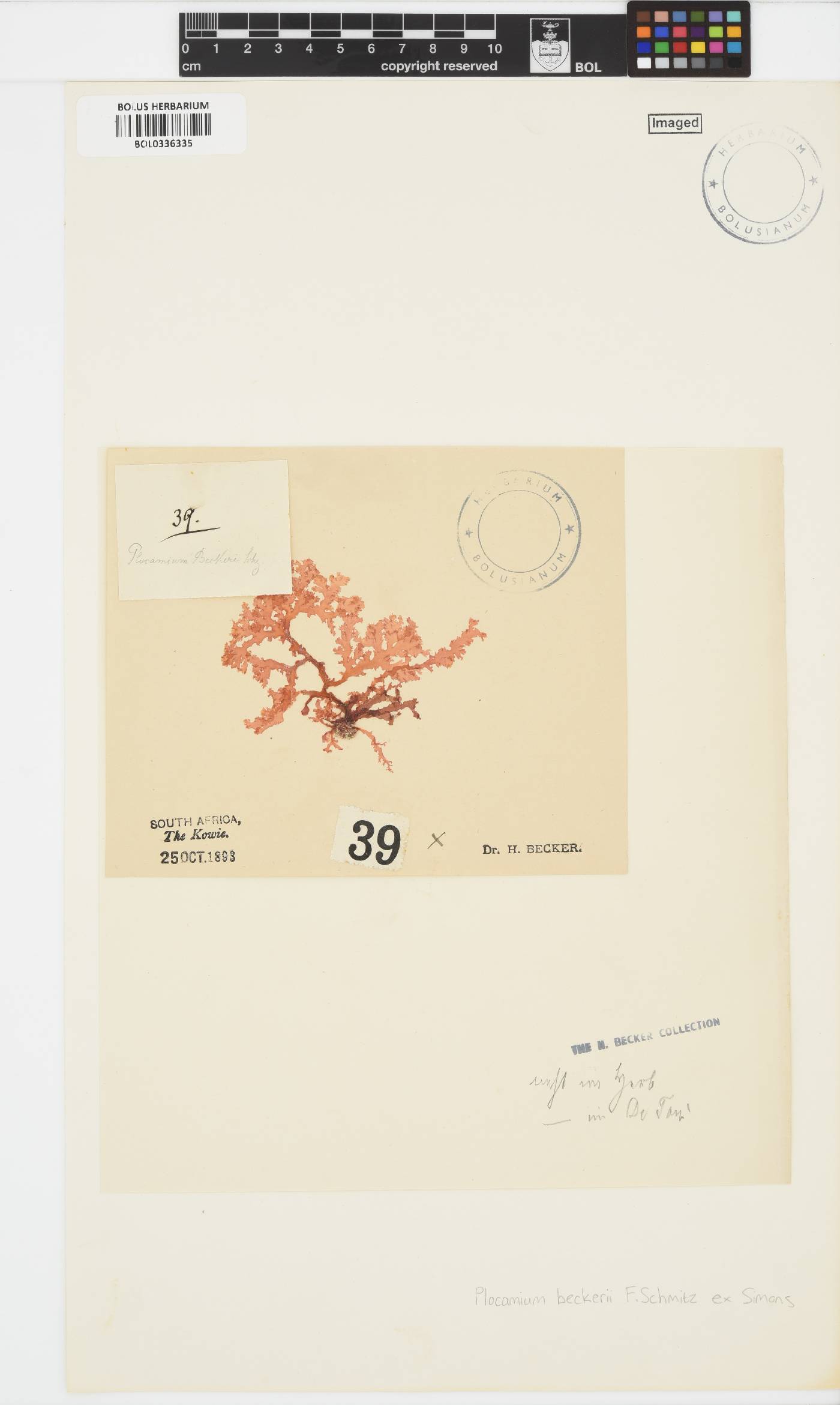 Plocamium beckeri image