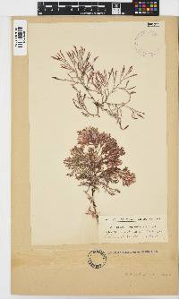Spyridia cupressina image