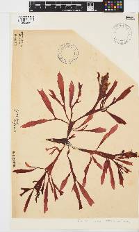 Gracilaria capensis image