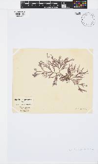 Spyridia cupressina image
