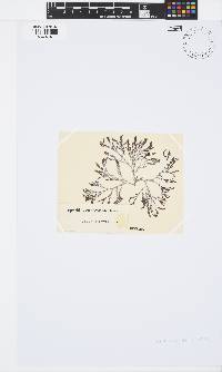 Spyridia cupressina image