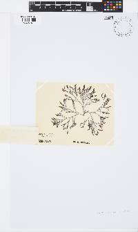 Spyridia cupressina image