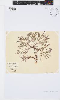 Spyridia cupressina image