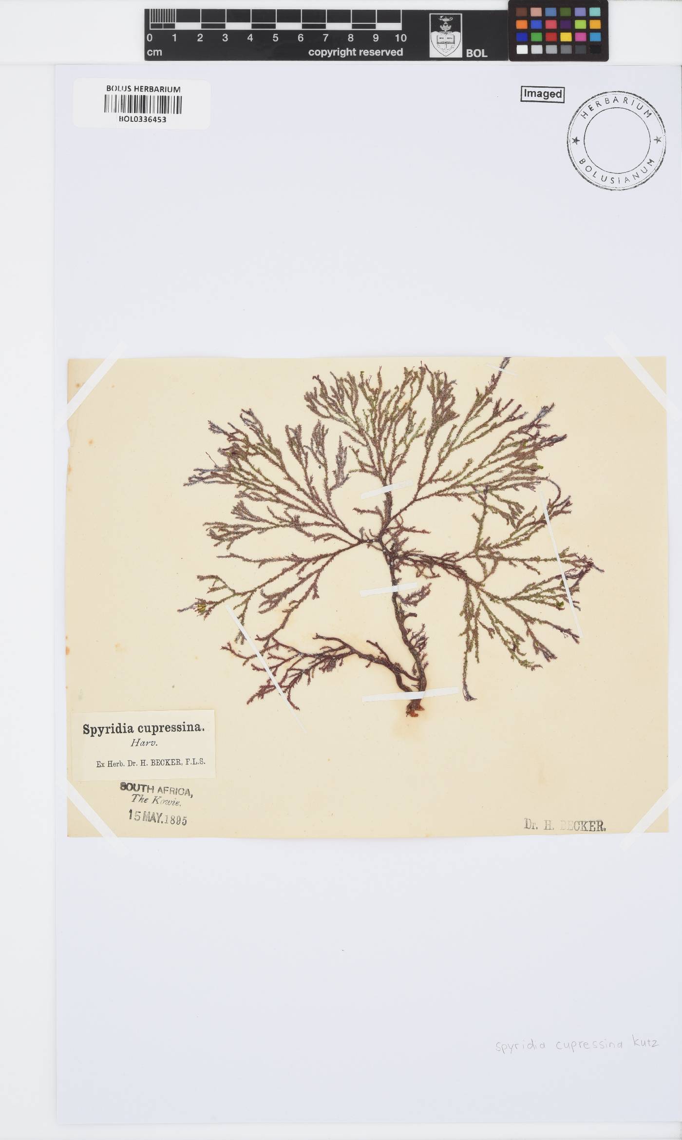 Spyridia cupressina image