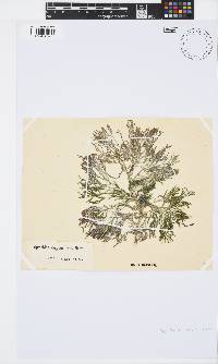 Spyridia cupressina image
