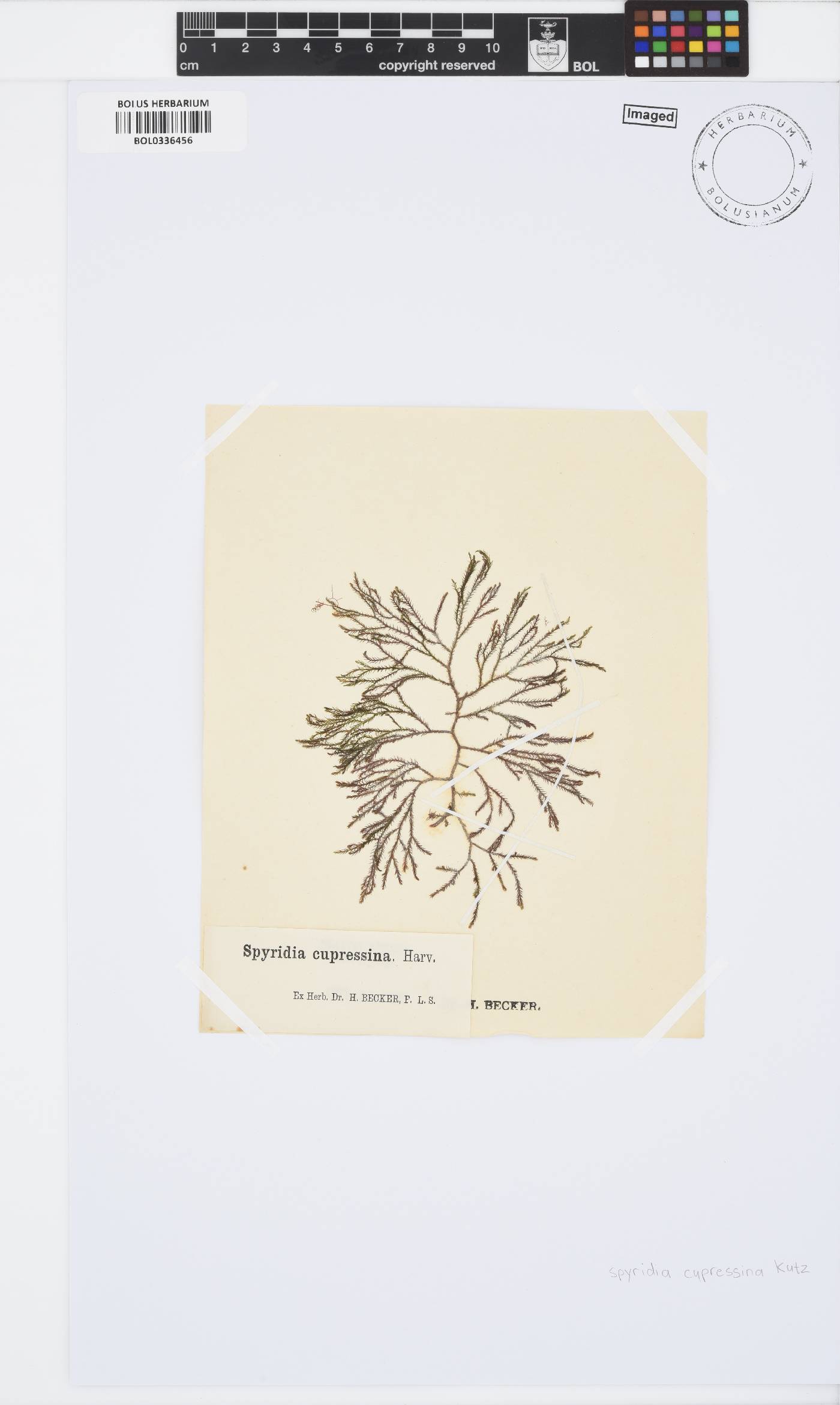 Spyridia cupressina image