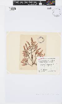 Osmundea pinnatifida image