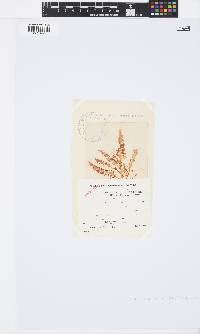 Osmundea pinnatifida image