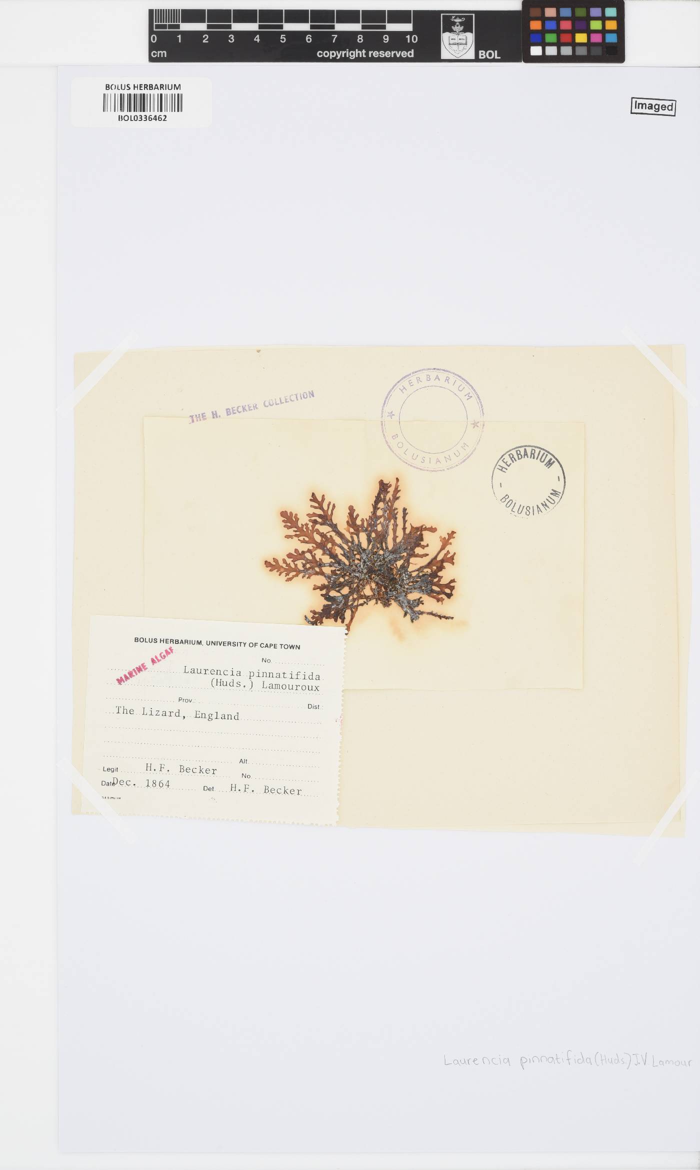 Osmundea pinnatifida image